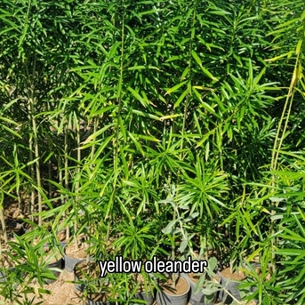 Riyadh, Farm & Garden, SAR 2,  Indoor & Outdoor Plants 1-10 Sr Free Delivery KSA Bulk Plants Supply + Maintenance Service