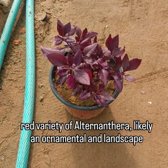 Riyadh, Farm & Garden, SAR 2,  Indoor & Outdoor Plants 1-10 Sr Free Delivery KSA Bulk Plants Supply + Maintenance Service