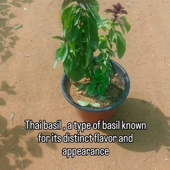 Riyadh, Farm & Garden, SAR 2,  Indoor & Outdoor Plants 1-10 Sr Free Delivery KSA Bulk Plants Supply + Maintenance Service