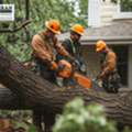 Long-Term Care That Keeps Properties Stable &mdash; Tree Service In Maryland