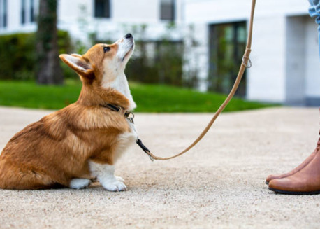 Houston, Training, Dog Obedience Training In San Antonio, TX