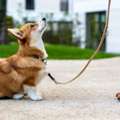 Dog Obedience Training In San Antonio, TX