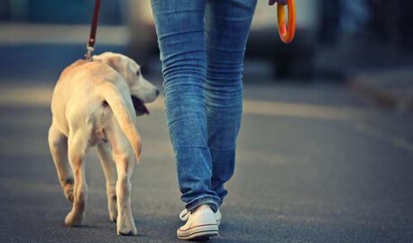 Pune, Pet Sitting, Dog Walking Services In Pune