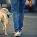 Dog Walking Services In Pune