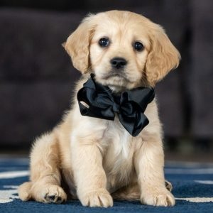 New York, Business, Find The Mini Golden Retrievers &ndash; Adorable & Well-Bred Puppies