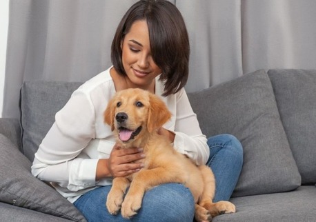 New York, Business, Pet International Relocation Services | DOG GONE TAXI