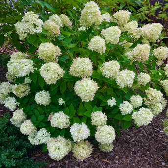 New York, Farm & Garden, USD 49,  Dwarf Limelight Hydrangea Flowering Shrub For Outdoor Planter