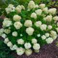 USD 49,  Dwarf Limelight Hydrangea Flowering Shrub For Outdoor Planter