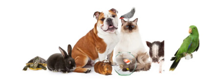New York, Business, Best Pet Delivery Service With Safe Travel | Airborne Animals
