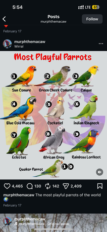 Arad, Pet Supplies, BHD 5,  Buying All Kind Of Birds And Parrot Anyone Want To Sell Please Contact