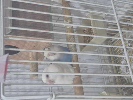 Madinat Al Ummal, Pet Supplies, SAR 350,  Rose Birds Pair