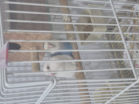 Madinat Al Ummal, Pet Supplies, SAR 350,  Rose Birds Pair