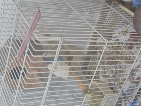 Madinat Al Ummal, Pet Supplies, SAR 350,  Rose Birds Pair