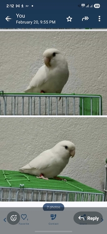 Madinat Al Ummal, Pet Supplies, SAR 350,  Rose Birds Pair