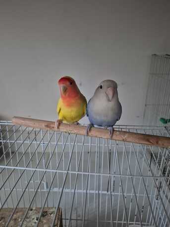 Dhahrat Laban, Pet Adoption, Love Birds Couple For Adoption (2 Birds)