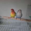 Love Birds Couple For Adoption (2 Birds)