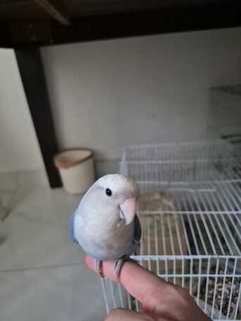 Dhahrat Laban, Pet Adoption, Love Birds Couple For Adoption (2 Birds)