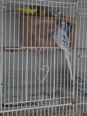 Dhahrat Laban, Pet Adoption, Love Birds Couple For Adoption (2 Birds)