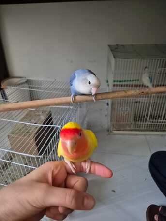 Dhahrat Laban, Pet Adoption, Love Birds Couple For Adoption (2 Birds)