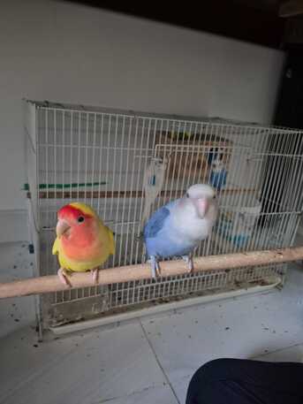 Dhahrat Laban, Pet Adoption, Love Birds Couple For Adoption (2 Birds)