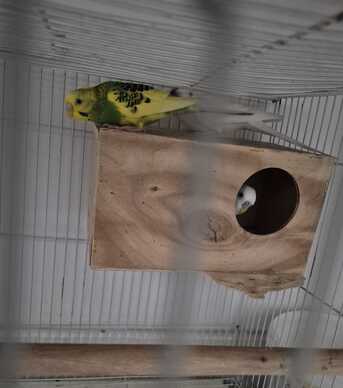 Dhahrat Laban, Pet Adoption, Love Birds Couple For Adoption (2 Birds)