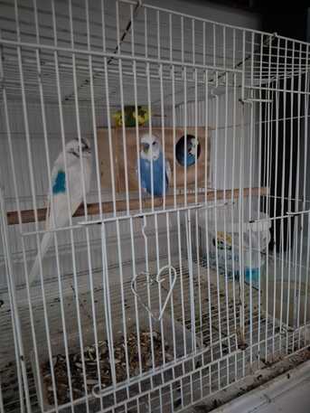 Dhahrat Laban, Pet Adoption, Budgies Birds For Adoption (4 Birds)