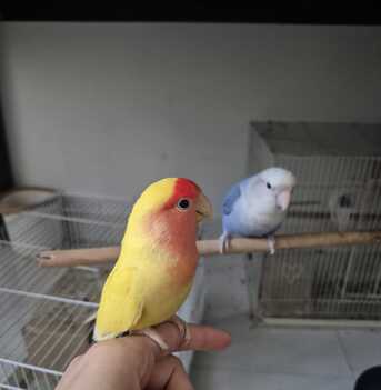 Dhahrat Laban, Pet Adoption, Budgies Birds For Adoption (4 Birds)