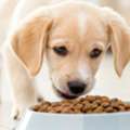 Does Goat Milk Settle A Dog&rsquo;s Stomach? What Pet Owners Should Know