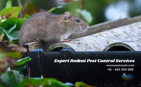 Sydney, Pest Control, Reliable Mice And Rodent Control Sydney | Pest And Wash