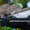 Reliable Mice And Rodent Control Sydney | Pest And Wash
