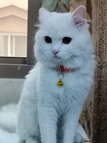 Gudaibiya, Pet Supplies, Cat For Free