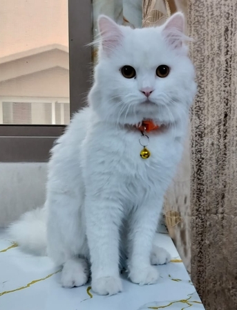 Gudaibiya, Pet Supplies, Cat For Free