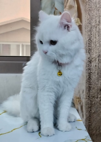 Gudaibiya, Pet Supplies, Cat For Free