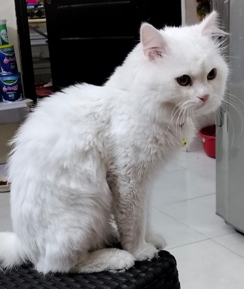 Gudaibiya, Pet Supplies, Cat For Free