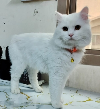 Gudaibiya, Pet Supplies, Cat For Free