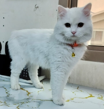 Gudaibiya, Pet Supplies, Cat For Free