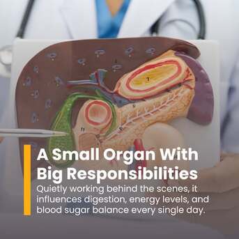 Chennai, Health, The Pancreas And Its Functions