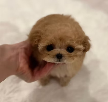 Singapore, Business, Cheap Puppies Singapore - TIARA PETS