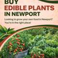 Buy Edible Plants In Newport -Newport Native Nursery
