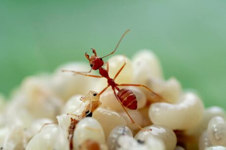 New York, Pest Control, Exterminate Sugar Ants Fast | Effective Ant Control Solutions