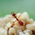 Exterminate Sugar Ants Fast | Effective Ant Control Solutions