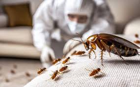 Abu Dhabi, Cleaning, Is Your Home Safe Without Pest Control In Abu Dhabi? PPJ Soluion Can Help