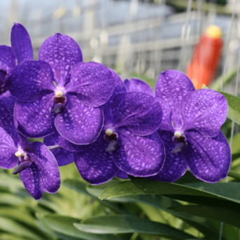 New York, Farm & Garden, USD 13,  Orchid Supplies:  Everything Your Orchids Need To Sustain