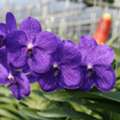 USD 13,  Orchid Supplies:  Everything Your Orchids Need To Sustain