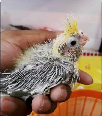Dammam, Pet Supplies, SAR 180,  Cockatiel Hand Feeding Chicks