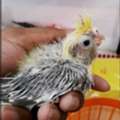 SAR 180,  Cockatiel Hand Feeding Chicks