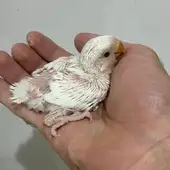 Dammam, Pet Supplies, SAR 135,  Love Bird Albino Hand Feeding Chicks