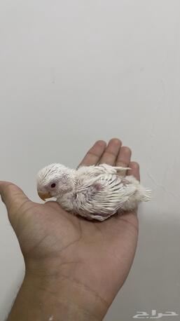 Dammam, Pet Supplies, SAR 135,  Love Bird Albino Hand Feeding Chicks