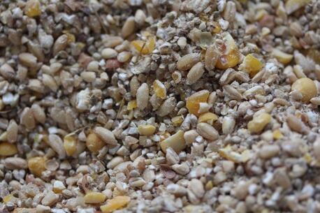 Cape Town, Food, USD 380,  Bulk Poultry Feed Supplier Starter Grower Finisher And Layer Feed