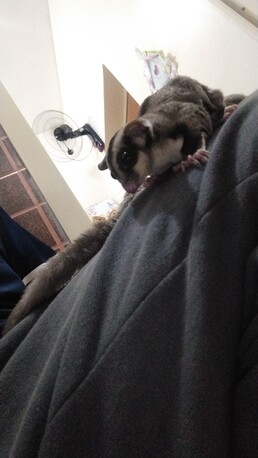 Al Bustan, Pet Supplies, SAR 600,  Sugar Gliders For Sale